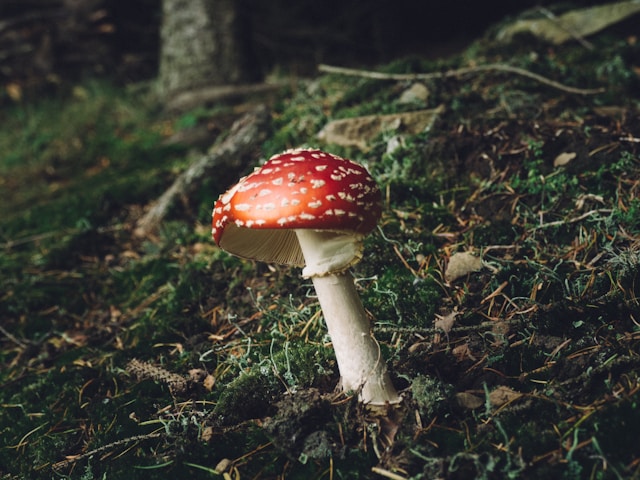 Medicinal Mushroom Guide: Types and Benefits for Your Health -