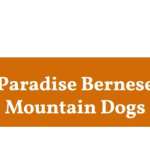 Paradise Bernese Mountain Dogs Profile Picture