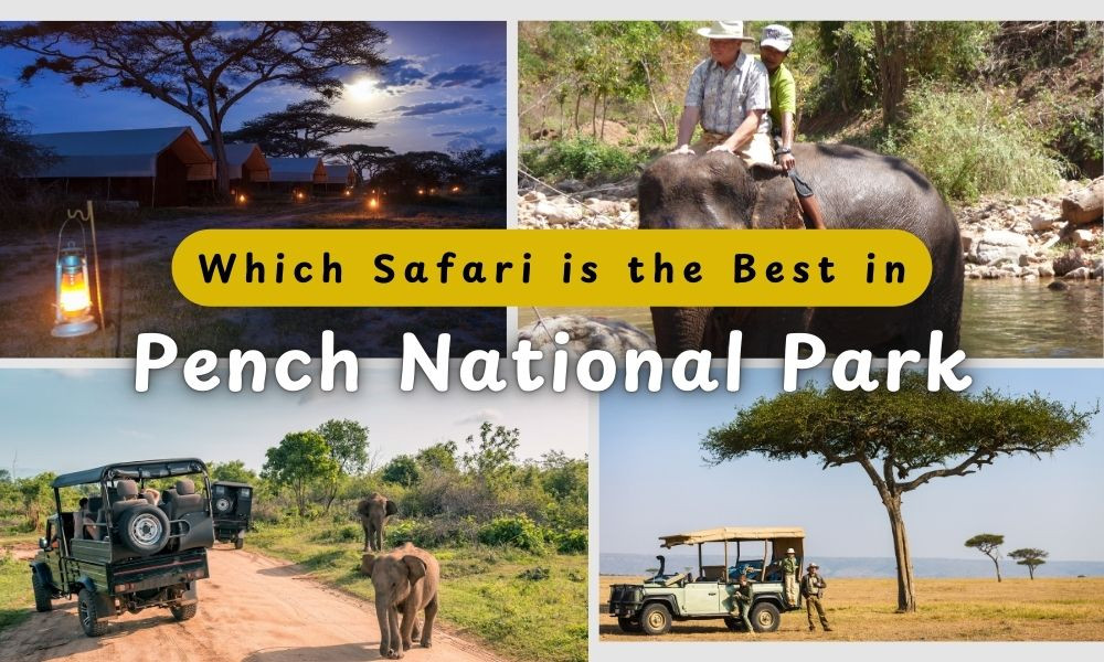 Which Safari is the Best in Pench National Park