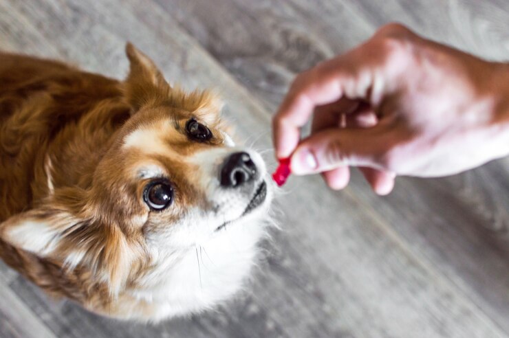 Top Benefits of Pet Health Supplements