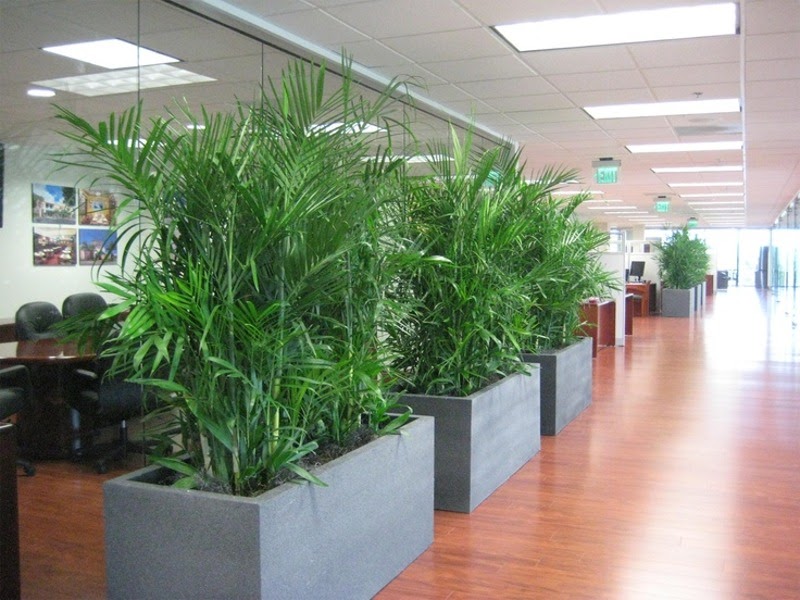 Inscape Indoor Plant Hire: Transform Your Workspace with Office Plants in Melbourne – Fresh, Green, and Inspiring!