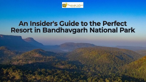 An Insider's Guide to the Perfect Resort in Bandhavgarh National Park