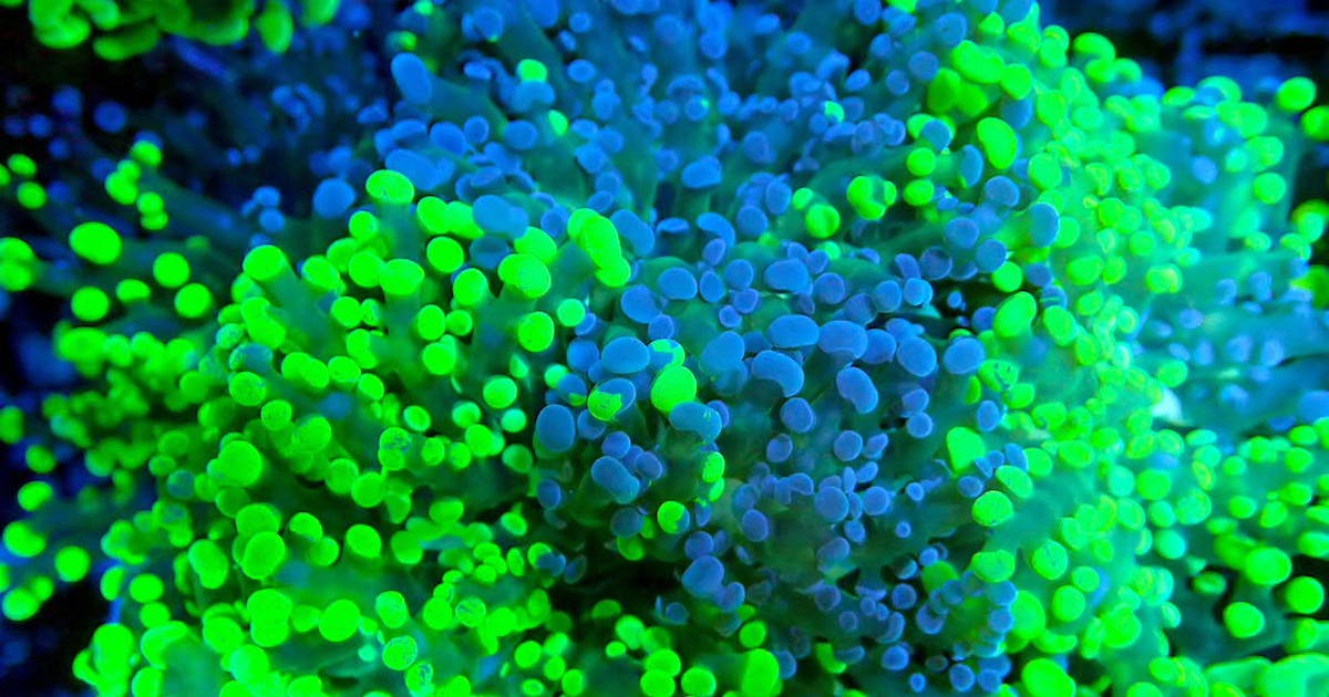 SPS Corals: The Aquarium Enthusiast's Guide