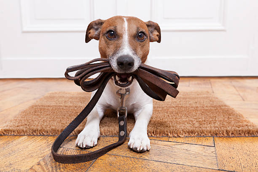 The Importance Of A Good Leash For Your Dog: Ensuring Safety And Control