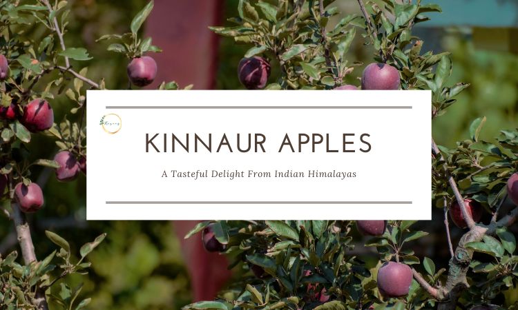 Kinnaur Apples: A Juicy Delight from the Indian Himalayas