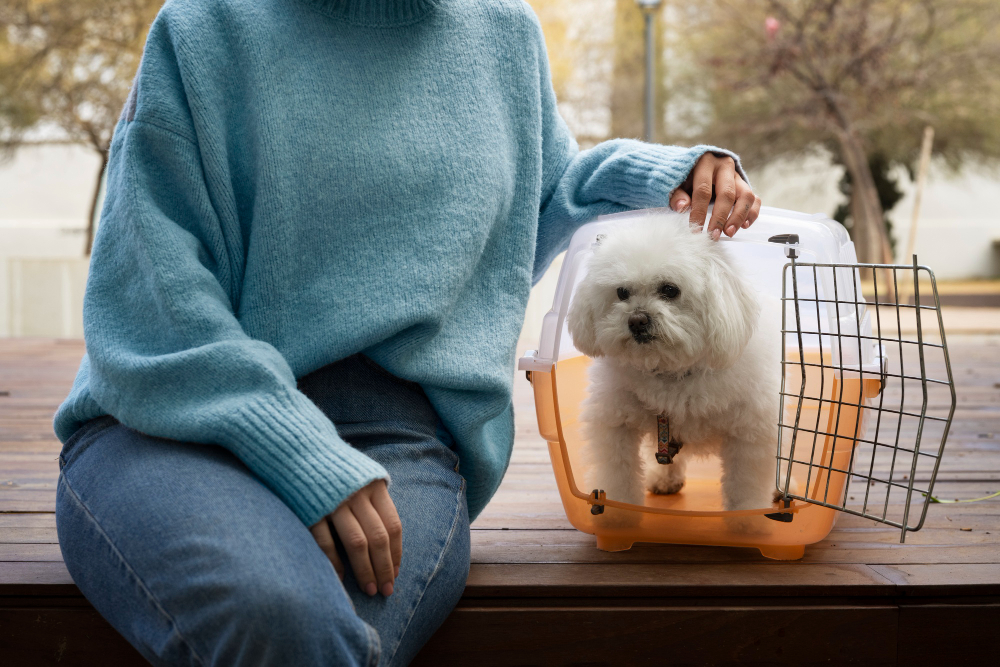 Everything Pet Parents Need to Know About Pet Relocation in India