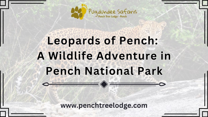 PPT - Leopards of Pench: A Wildlife Adventure in Pench National Park PowerPoint Presentation - ID:13763040