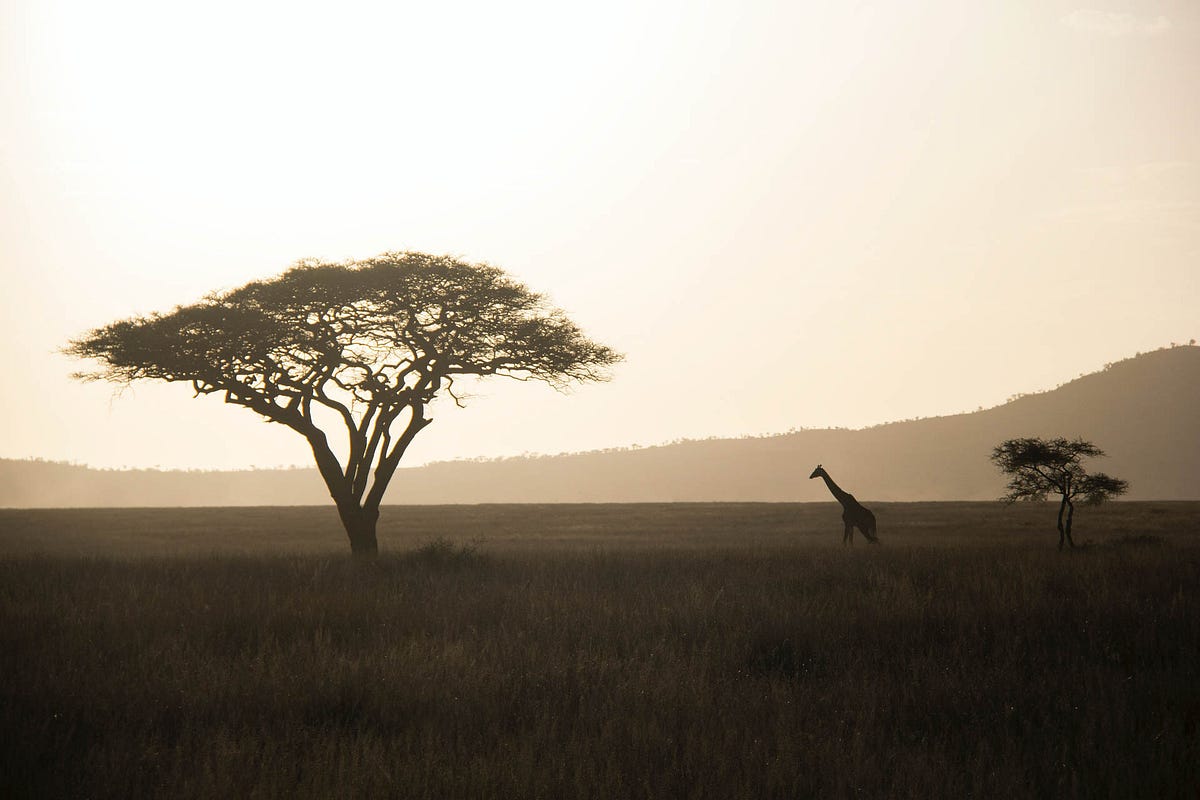 Explore the Unending Adventures of Tanzania | by Afrishare Trekking And Safaris | Nov, 2024 | Medium