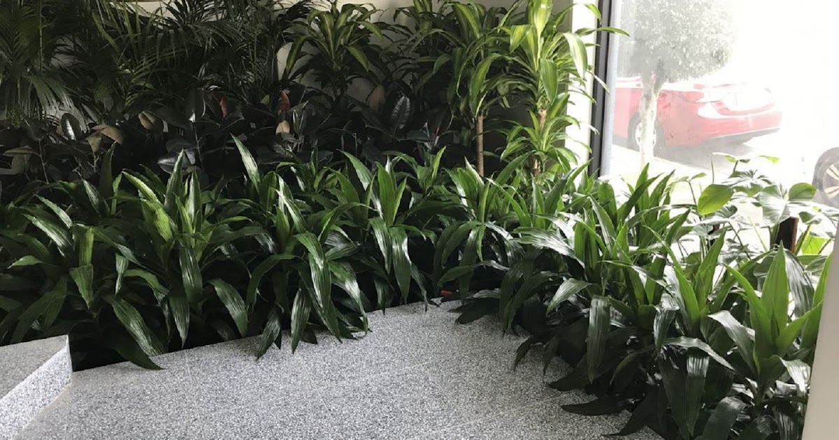 Luwasa Indoor Plant Hire: Elevate Your Workspace with Plant Hire in Melbourne – Stylish & Hassle-Free Greenery