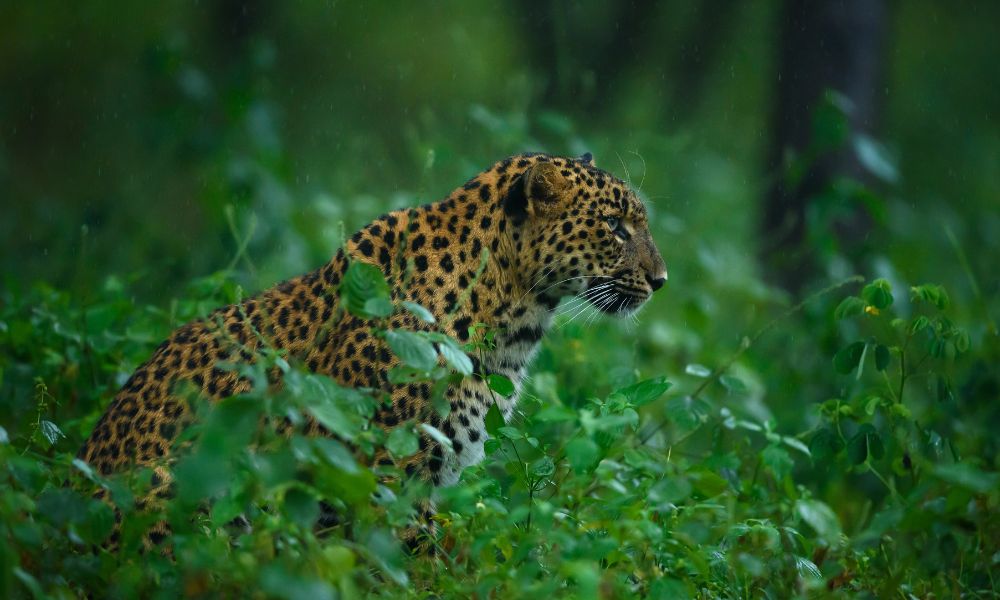 Exploring the World of Leopards in Pench National Park – Pench Tree Lodge