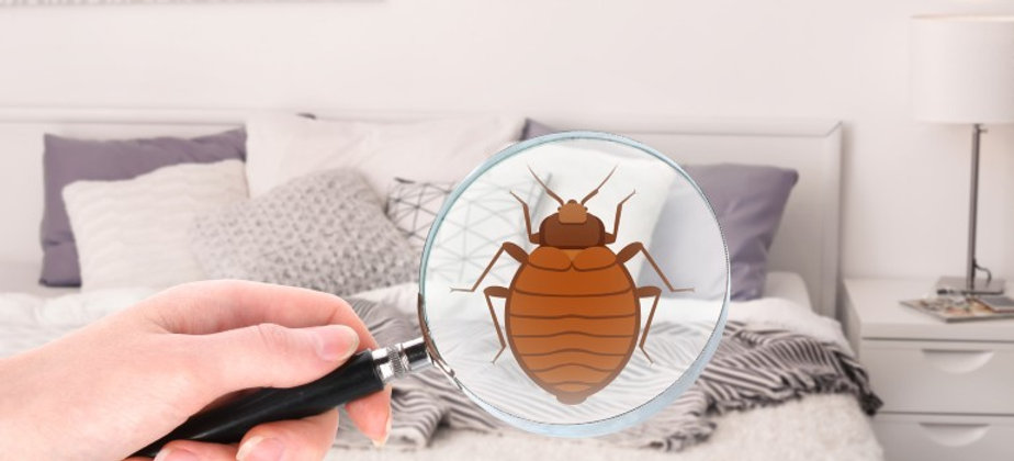 The Importance of Professional Bed Bug Inspections in Denver