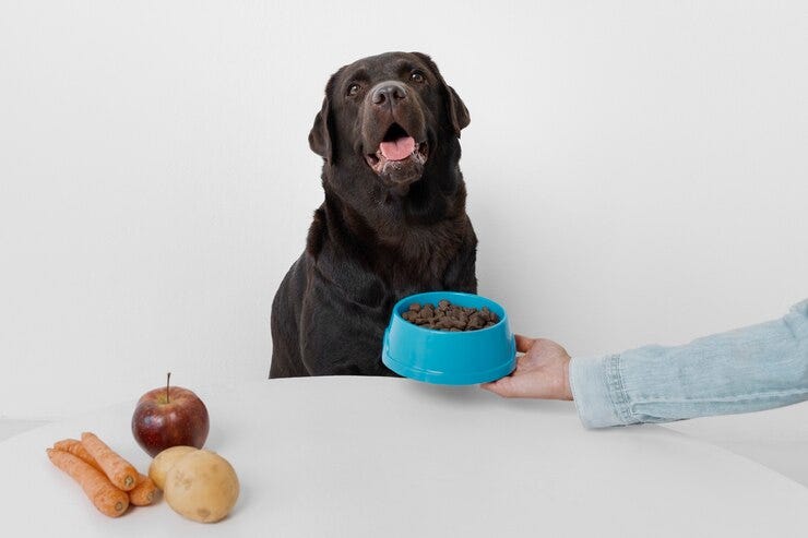 Top Benefits of Using Multivitamins for Dogs in Their Diet | by Remediovet | Dec, 2024 | Medium