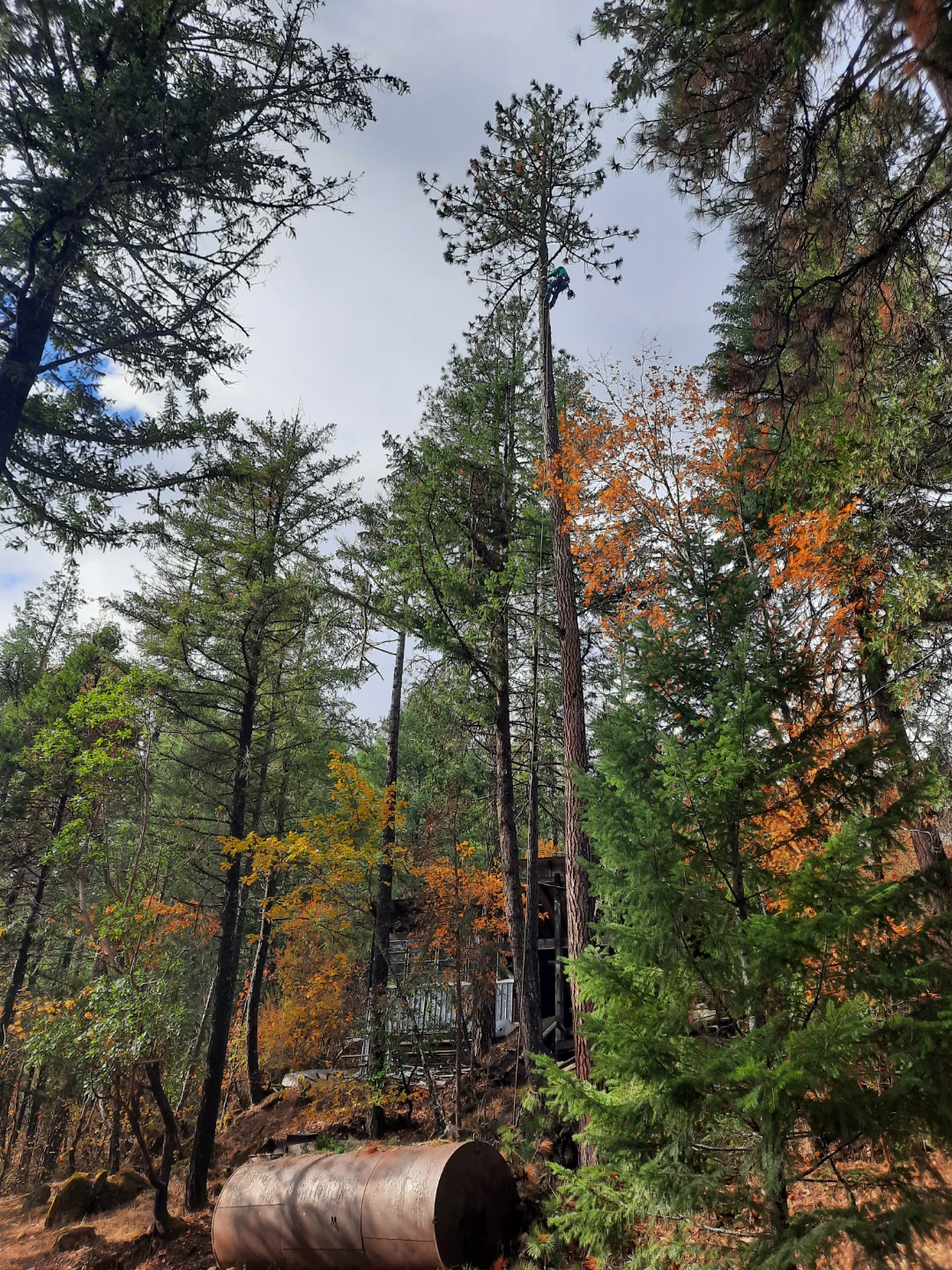Tree Care Services in Medford, OR | Salamander LLC