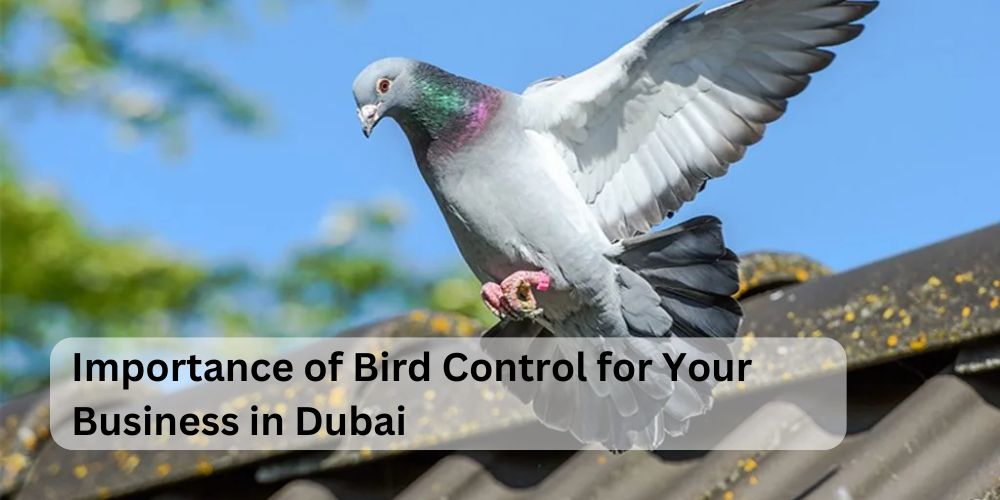 Importance of Bird Control for Your Business in Dubai