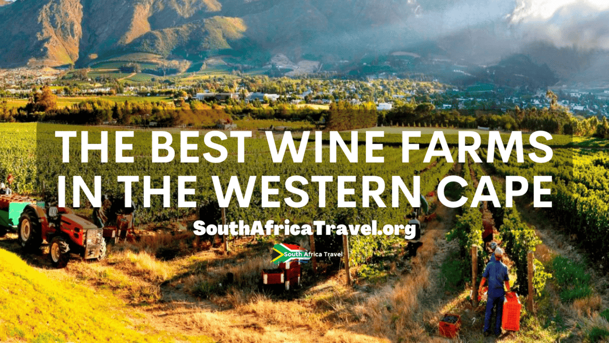 The Best Wine Farms in the Western Cape | Wine-Tasting Tours