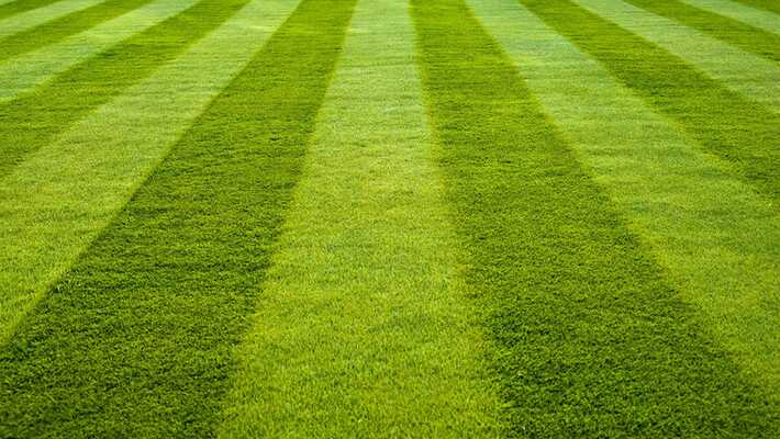 Tricks to Look Trusted Wholesale Synthetic Grass Supplier