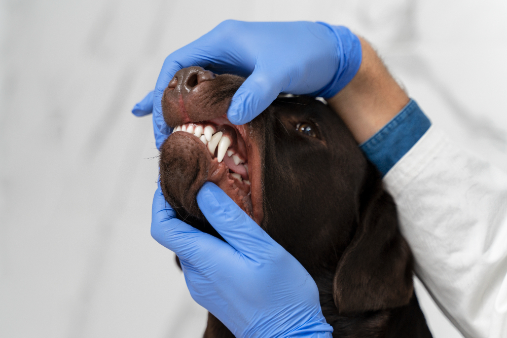 How to Manage Your Dog’s Dental Health?