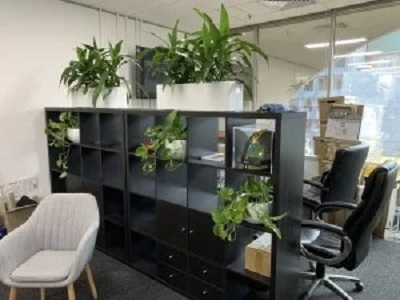 The Benefits Of Office Plant Hire For Employee Wellness - Hye Globe Blog Article By indoor plants for office | Foliage Indoor Plant Hire