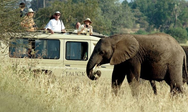 Plan Your Perfect Africa Safari Adventure: Tips and Destinations | by Bush Wonderers | Dec, 2024 | Medium