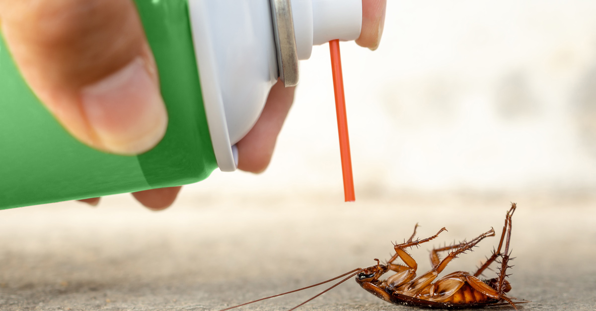 Cockroach control In Dubai | Cockroach killer Dubai ,UAE