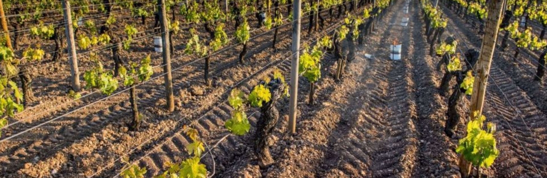 Antifrost Candles Cover Image