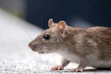 How Rat Infestation Cleanup Services Eliminate Contaminants?