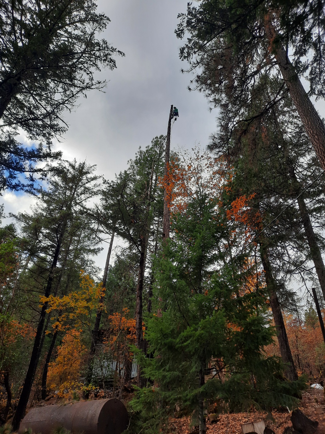 Tree Removal Services in Medford, Oregon | Salamander LLC