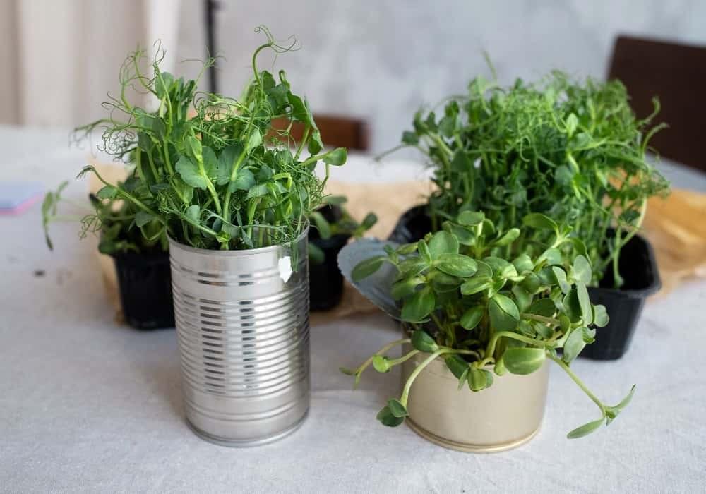 Maximize Your Space: Creative Container Gardening Ideas...