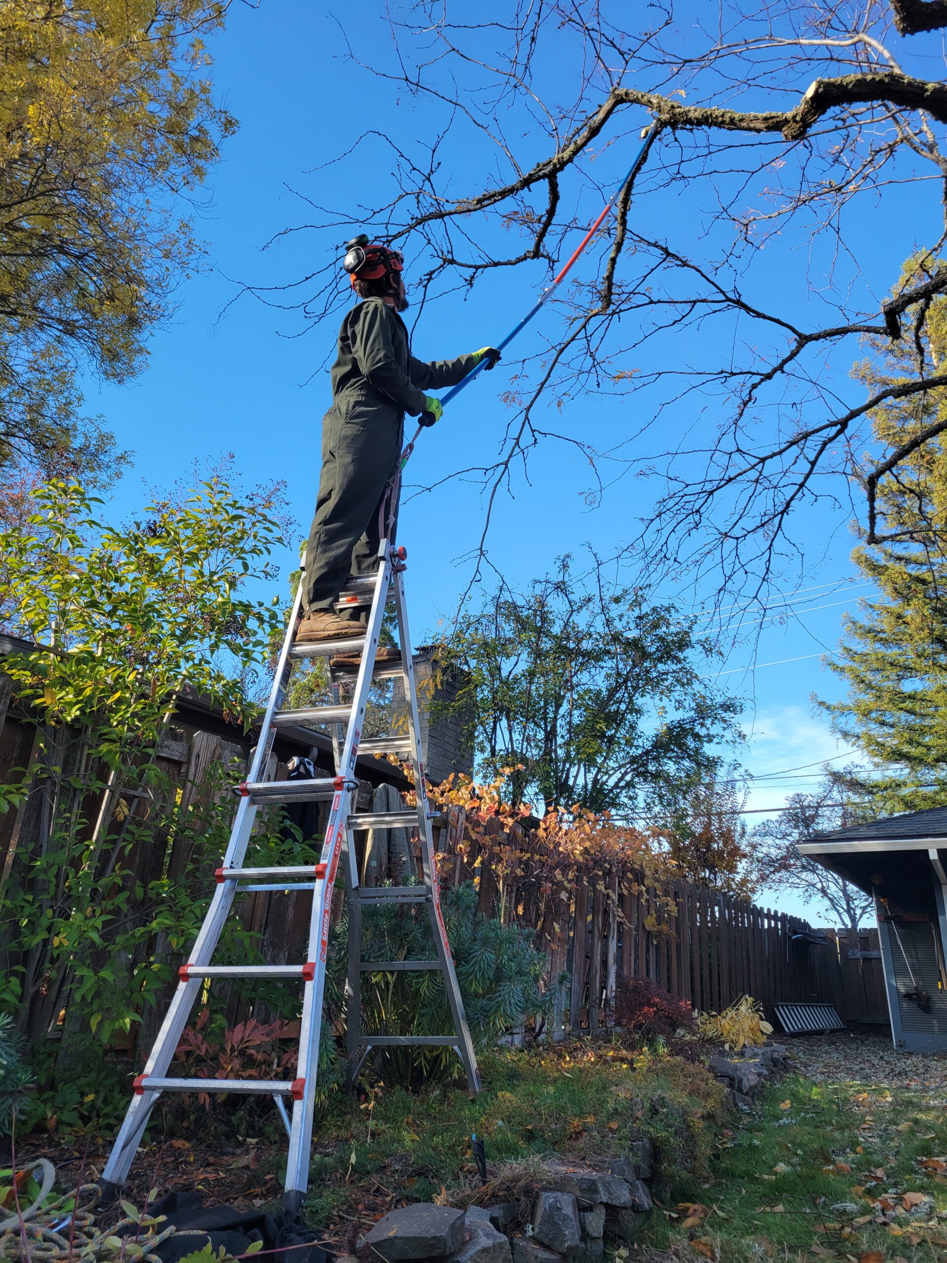 Get Tree Pruning & Trimming Services in Medford, Oregon