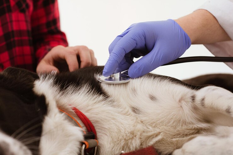 The Top 5 Dangerous Dog Diseases That Require Quick Vet Intervention