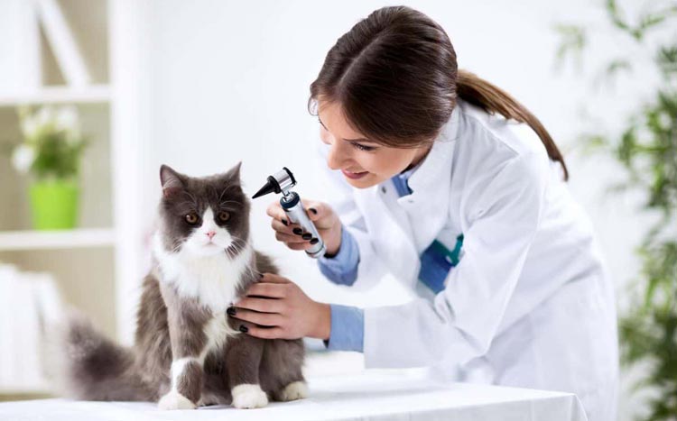 How to Find Trusted Nearby Vet for Your Dogs & Cats