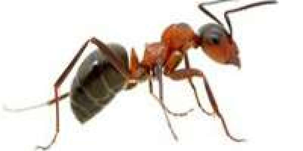 Comprehensive Ant Control Services in Melbourne: Trusted Solutions for Homes, Gardens, and Businesses