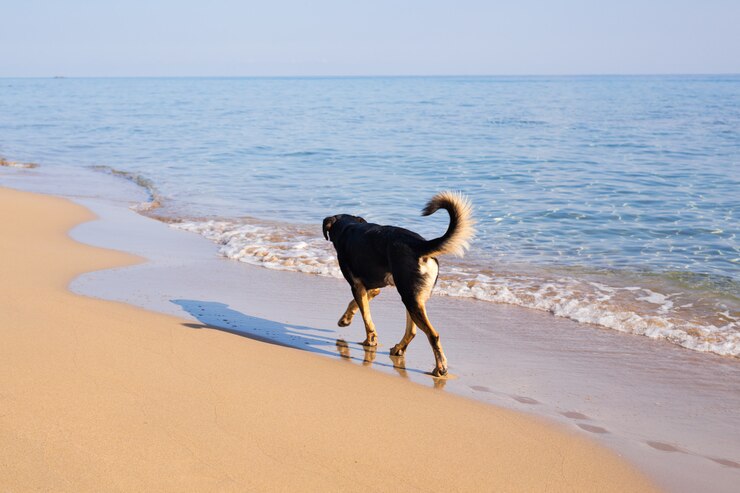 Top Dog-Friendly Beaches in Adelaide for the Perfect Day Out