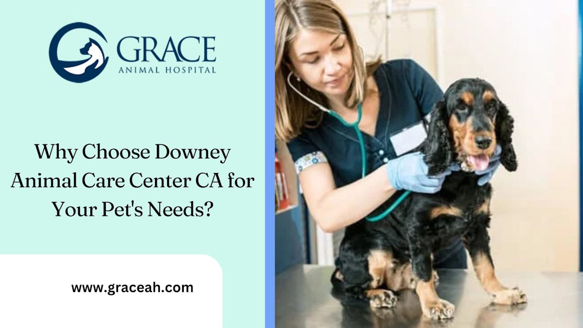 Downey Animal Care: Top Choice for Pets