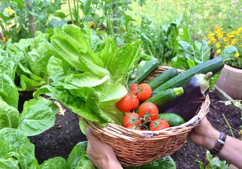 Home Gardening Tips for Beginners | Vegetable Gardening Ideas