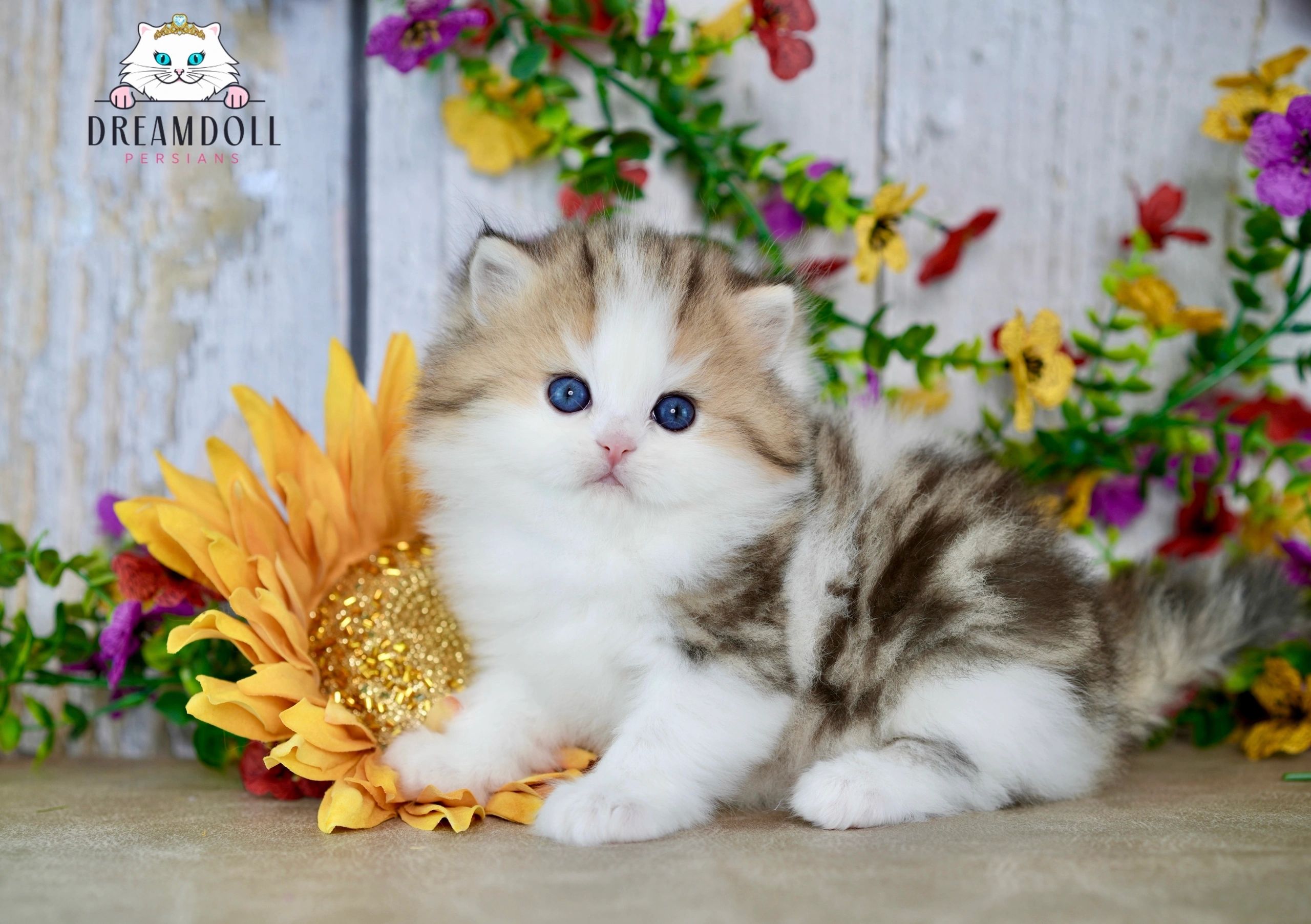 Dreamdoll Persians: Your Destination for Adorable Persian Kittens