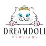 Dreamdoll Persians profile picture