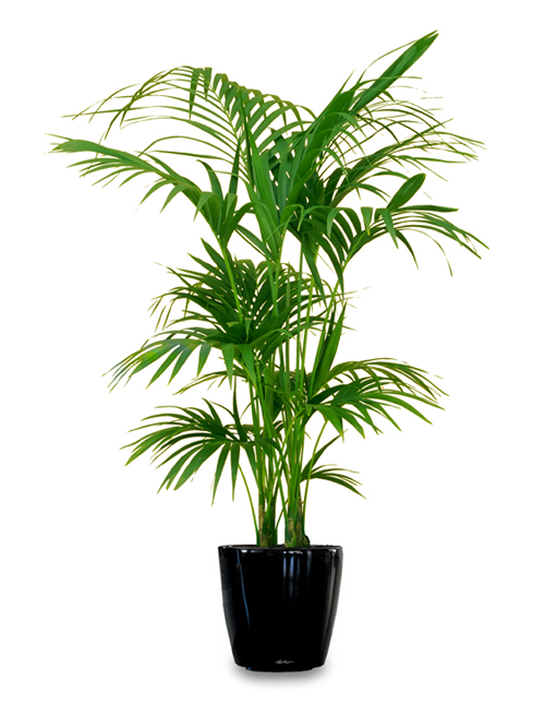 Enhance Your Space with Indoor Plant Hire in Melbourne