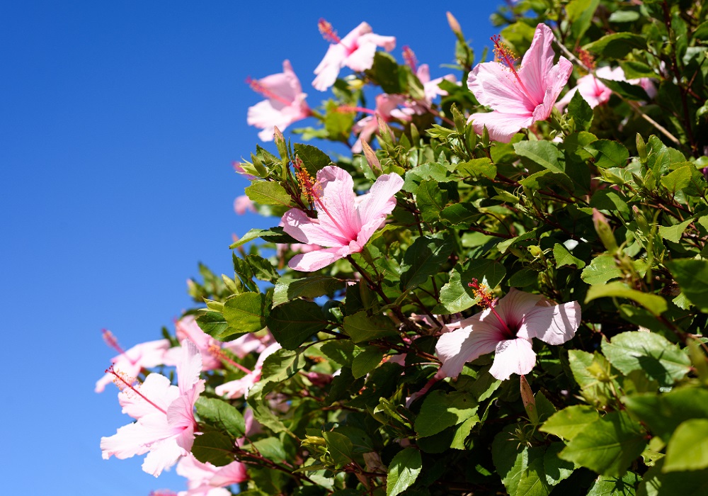 10 Stunning Evergreen Flowering Plants in India for Year-Round Beauty
