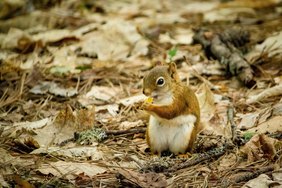 Squirrel Removal in Houston: How to Protect Your Home from Pesky Invaders - Global Post News, Guest Posting Sites, Article Submission