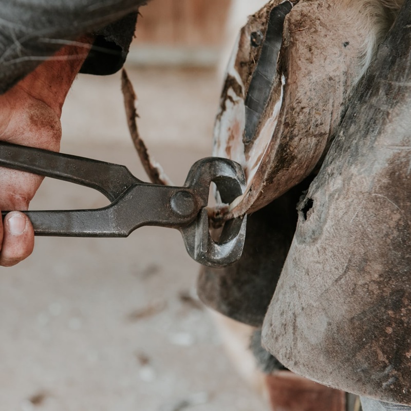 A Beginner’s Guide to Farrier Tools & Their Uses – Daily Focus