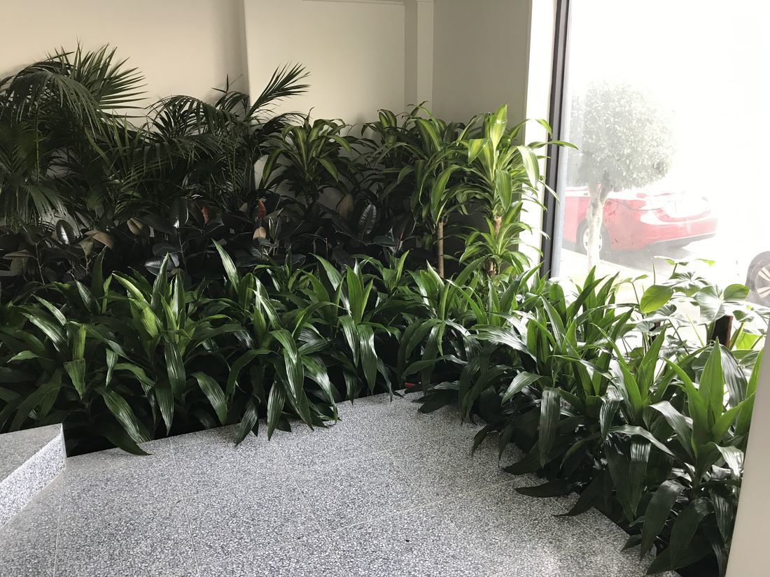 Transform Your Space with Professional Plant Hire Services