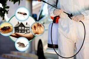 Best Termite Treatment in Kolkata | 20% Off Termite Control