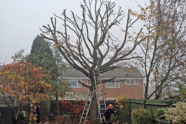 Tree Crown Reduction Services In Aberdeen | Crown Reduction For Overgrown Trees