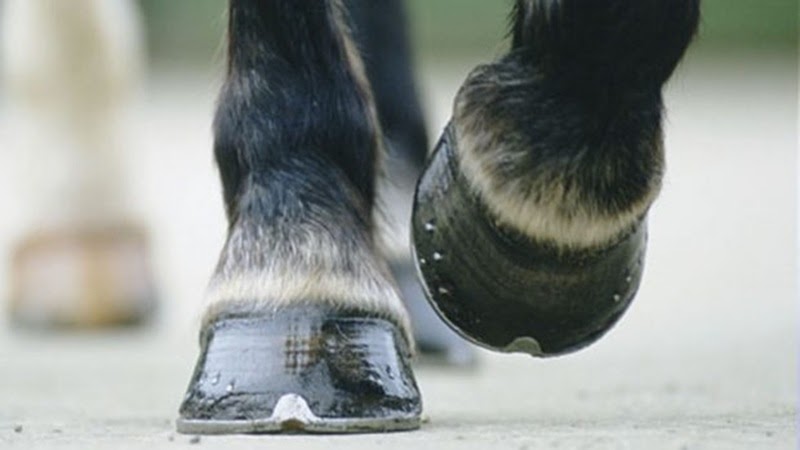 The Curious Mind: A Beginner's Guide to Horse Shoe Pads