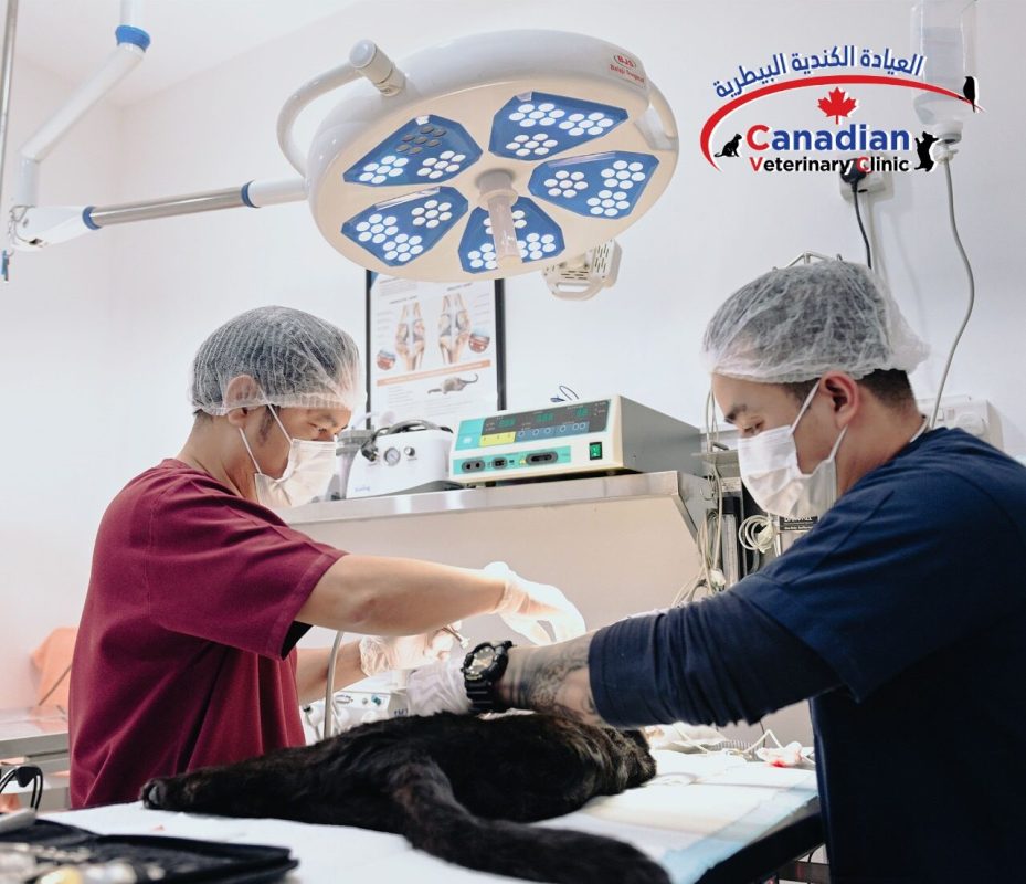 Spaying & Neutering for Dogs in Abu Dhabi | Canadian VC
