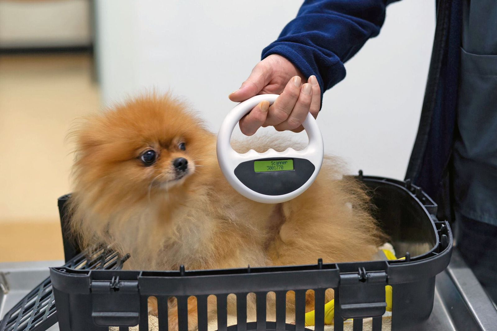 Pet Microchipping in Abu Dhabi | Canadian VC