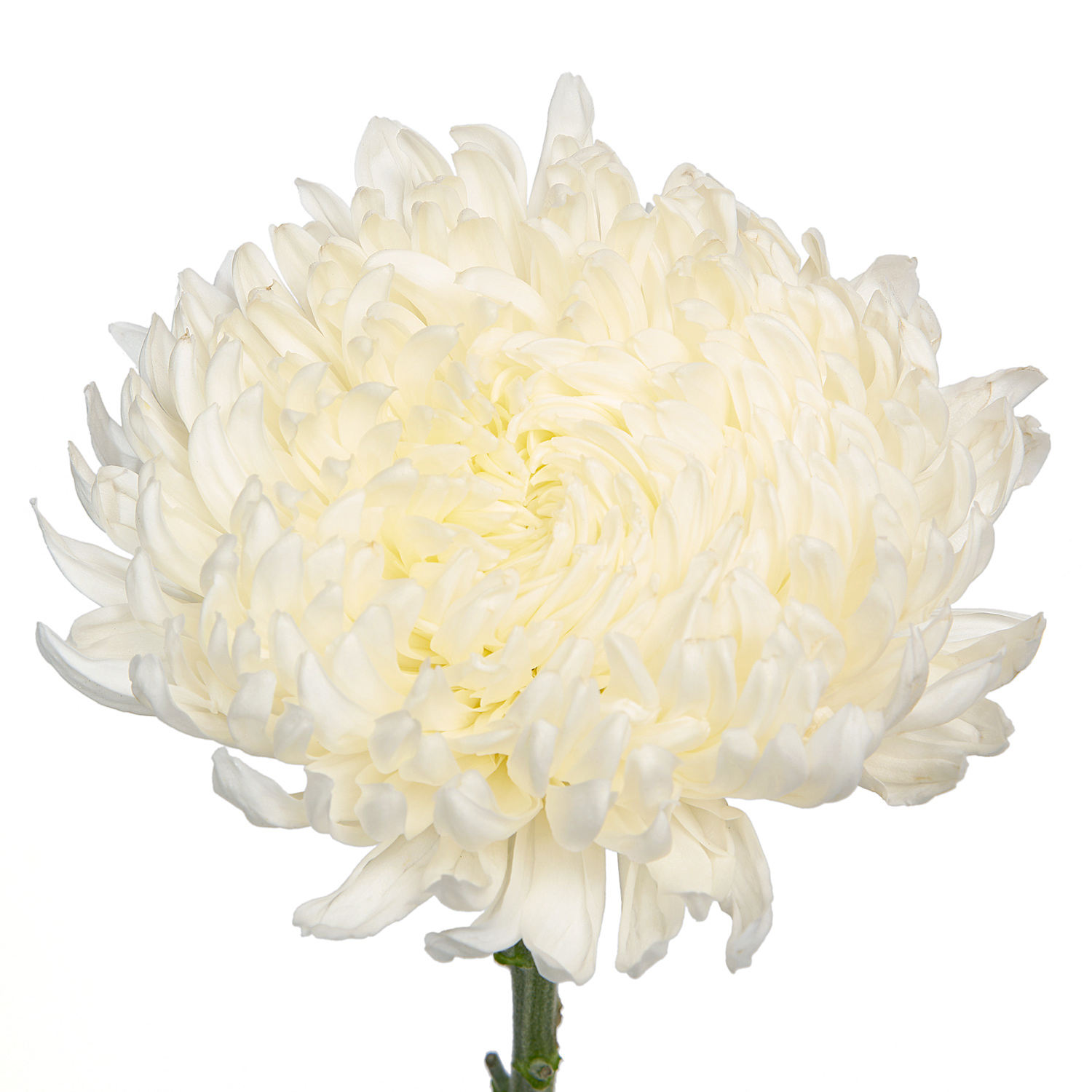 Chrysanthemum Football Mums Order Online- Flowermarketplace