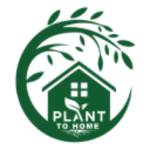 plant to home Profile Picture