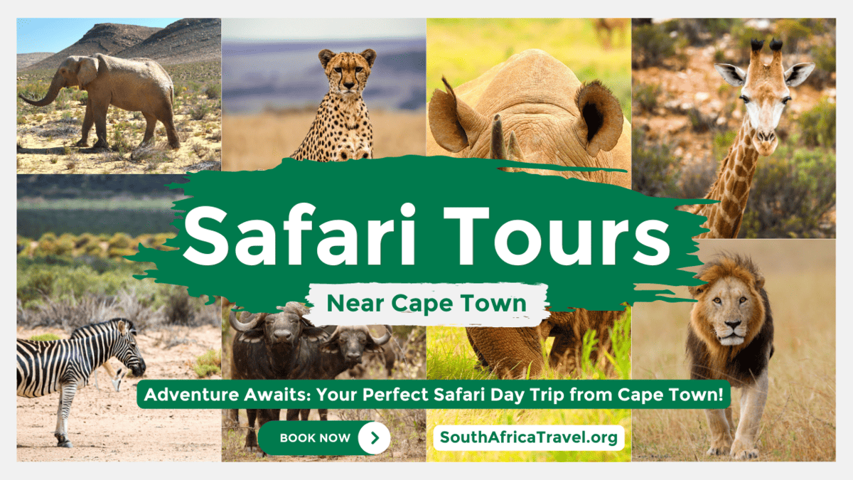 Safari Tours from Cape Town | Best Big 5 Safari Day Trips